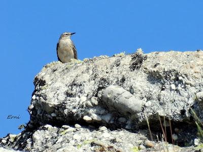 ALTO CAMPOO (01/06/26)