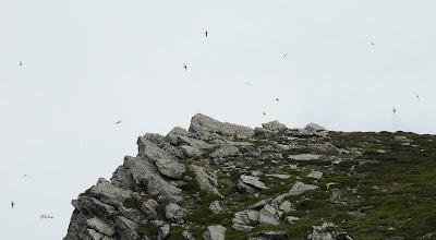 ALTO CAMPOO (01/06/26)