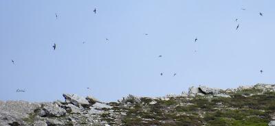 ALTO CAMPOO (01/06/26)