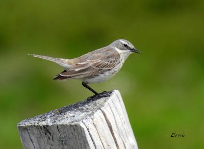 ALTO CAMPOO (01/06/26)