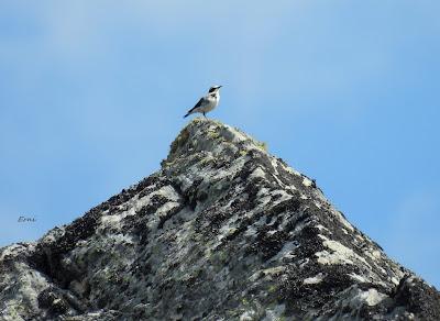 ALTO CAMPOO (01/06/26)