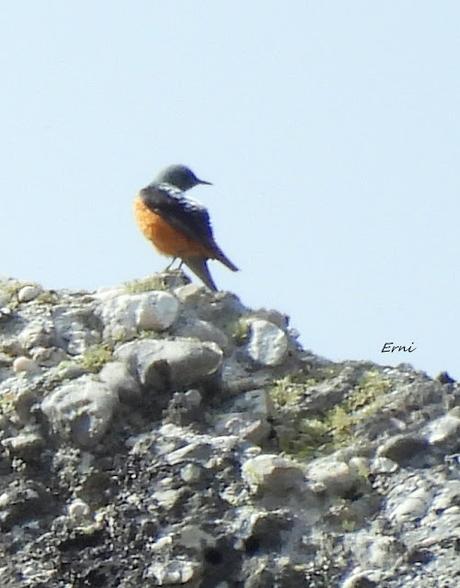 ALTO CAMPOO (01/06/26)