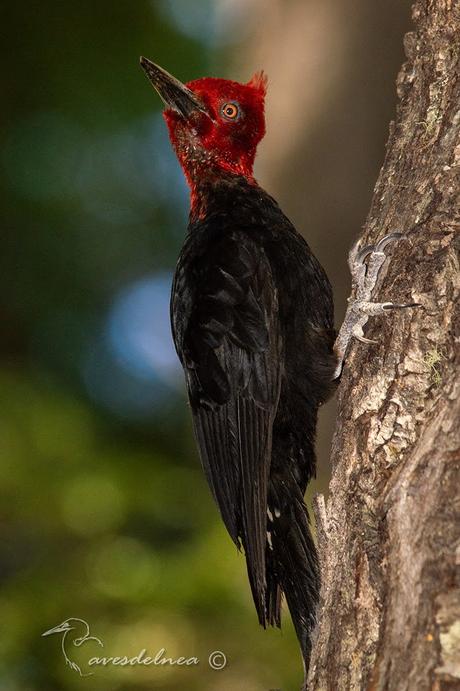 Los pájaros permanecen