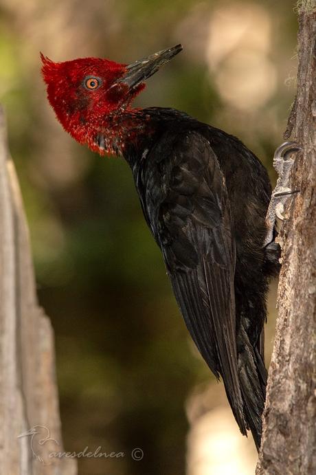 Los pájaros permanecen