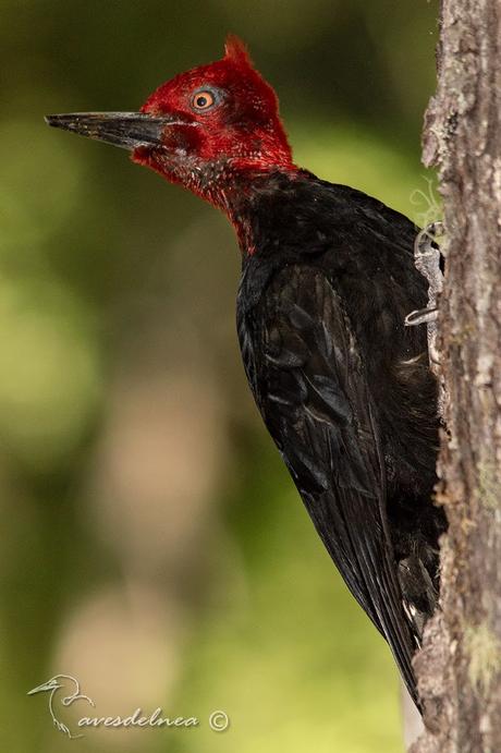 Los pájaros permanecen