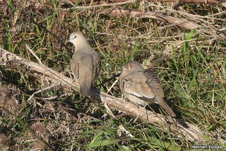 Algunas del otoño 2026