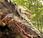Nomen ignotum (XX): Dinogator