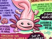 Ajolotes Pulpos