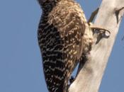 Carpintero Pitío Colaptes pitius (Molina, 1782) Chilean Flicker