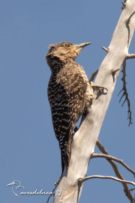 Carpintero Pitío - Colaptes pitius (Molina, GI, 1782) / Chilean Flicker