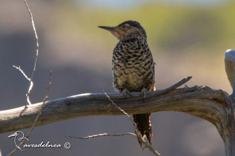 Carpintero Pitío - Colaptes pitius (Molina, GI, 1782) / Chilean Flicker