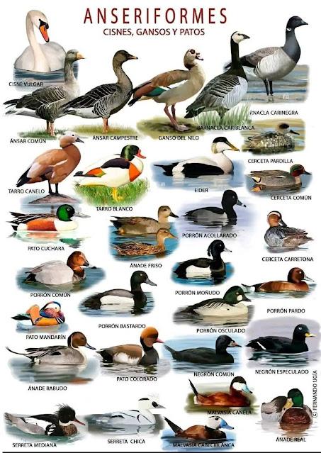 El Desconocido Mundo de las Anseriformes El Desconocido Mundo de las Anseriformes