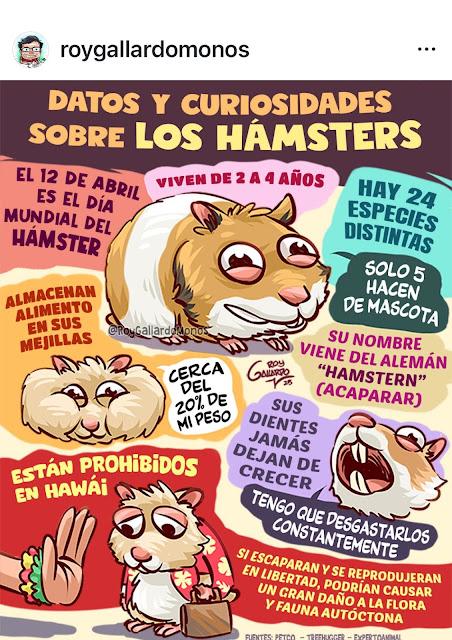 Hamster