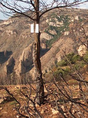 Y llegaron los incendios Y llegaron los incendios
