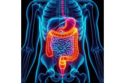 El microbioma intestinal determina la rapidez con la que envejecemos