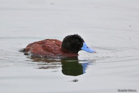 Pato zambullidor grande (Oxyura ferruginea)