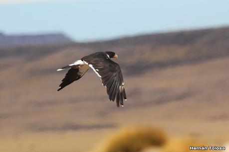 Matamico blanco (Daptrius albogularis)