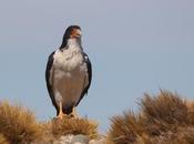 Matamico blanco (Daptrius albogularis)