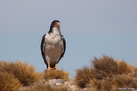 Matamico blanco (Daptrius albogularis)
