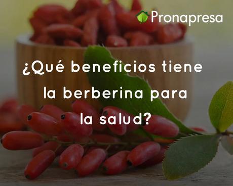 ¿Qué beneficios tiene la berberina para la salud? ¿Qué beneficios tiene la berberina para la salud?