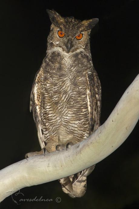 Un fantasma con plumas... para mí