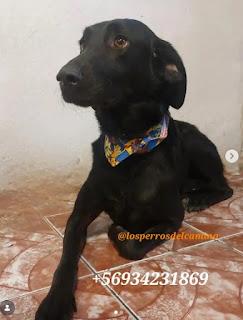 Se busca a Orión