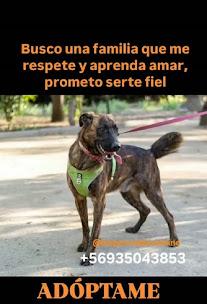 Adopta un perro del camino