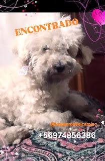 Perro Encontrado en La Florida