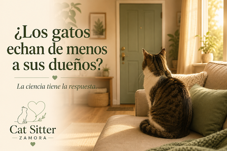 ¿Los gatos echan de menos a sus dueños?