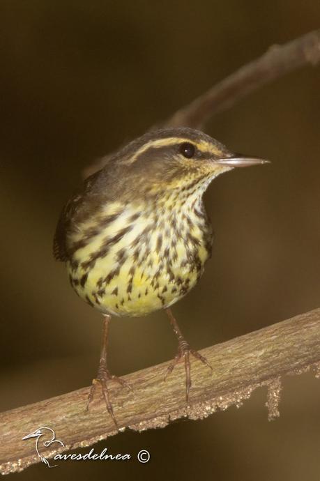 La Cigüita en el manglar