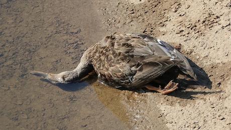 «Mort, qui t'ha mort?»