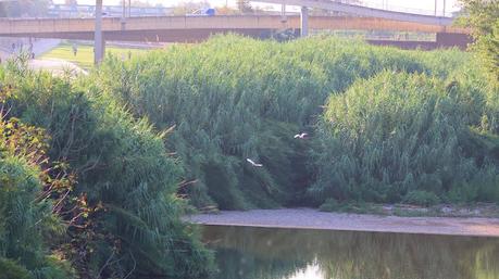 Dos garcillas cangrejeras en el Parc Fluvial