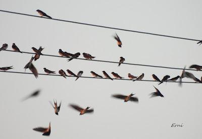 MIGRACIÓN POSTNUPCIAL