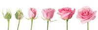 RMB: Vida Rosa