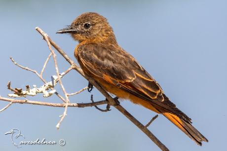El birro del Teyú Cuaré