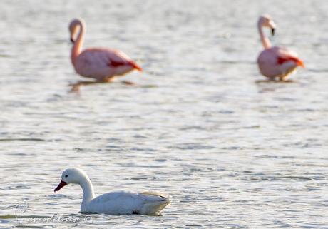 El cisne de estos pagos