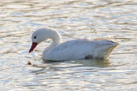 El cisne de estos pagos