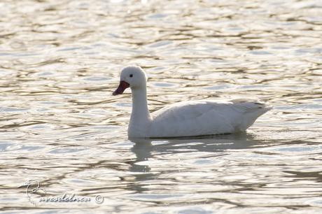 El cisne de estos pagos