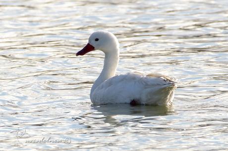 El cisne de estos pagos