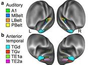 cerebro humano está programado para leer forma innata