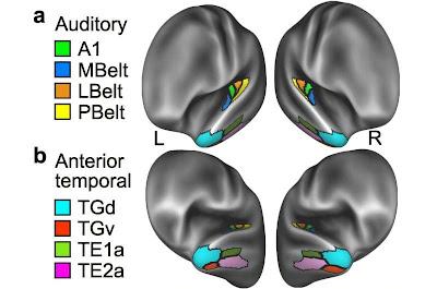 El cerebro humano no está programado para leer de forma innata El cerebro humano no está programado para leer de forma innata