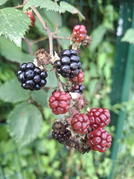 Moras silvestres El Ágora de Ángeles