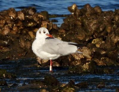 BIRDING O PAJAREO