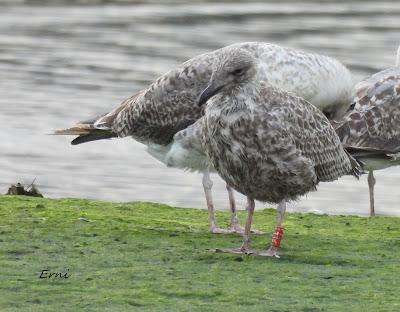 BIRDING O PAJAREO