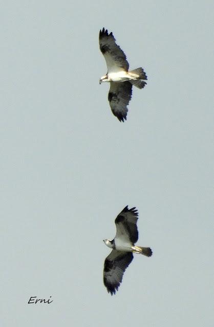 BIRDING O PAJAREO