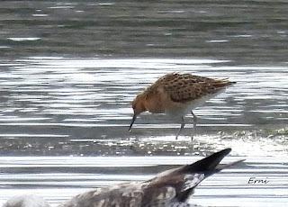 BIRDING O PAJAREO
