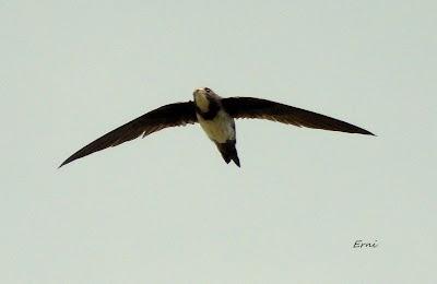 BIRDING O PAJAREO