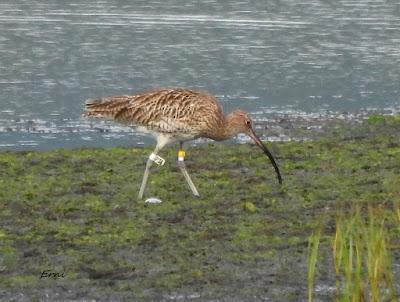 BIRDING O PAJAREO