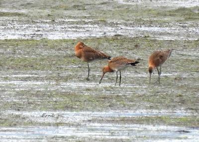 BIRDING O PAJAREO