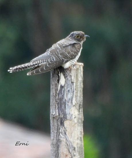 BIRDING O PAJAREO
